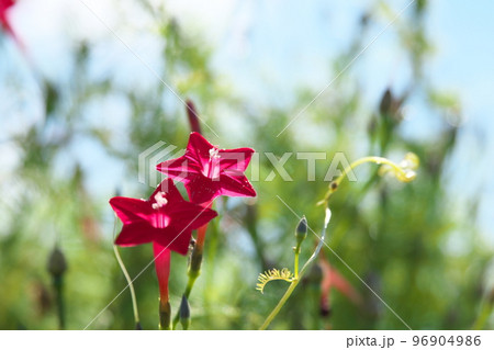 ルコウソウの赤花【緑背景】 96904986