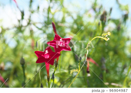 ルコウソウの赤花【緑背景】 96904987