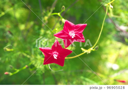ルコウソウの赤花【緑背景】 ルコウソウの赤花【緑背景】 96905028