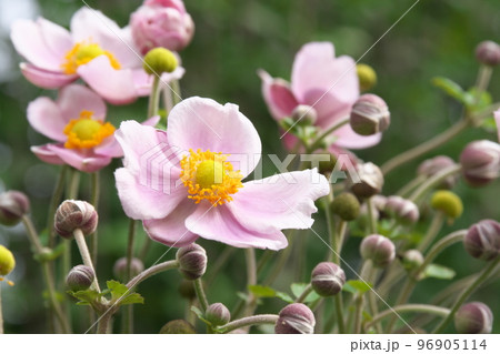 シュウメイギクの桃色花【緑背景】 シュウメイギクの桃色花【緑背景】 96905114