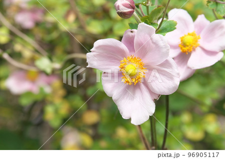 シュウメイギクの桃色花【緑背景】 96905117