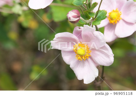 シュウメイギクの桃色花【緑背景】 シュウメイギクの桃色花【緑背景】 96905118
