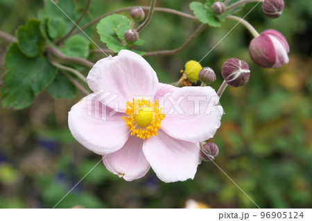シュウメイギクの桃色花【緑背景】 シュウメイギクの桃色花【緑背景】 96905124