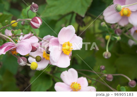 シュウメイギクの桃色花【緑背景】 シュウメイギクの桃色花【緑背景】 96905183