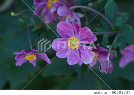 シュウメイギクの紫色花【緑背景】 96905230