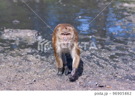 Macaque monkey walks through the water and mud towards the camera. Selective focus, blurred background. Front view. Horizontal. 96905862