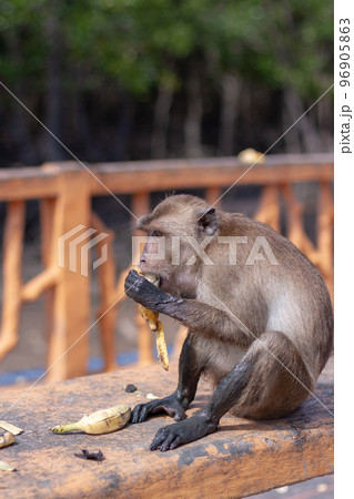 Funny macaque monkey with dirty paws eats banana on bench. Selective focus, blurred background. Side view. Vertical. Funny macaque monkey with dirty paws eats banana on bench. Selective focus, blurred background. Side view. Vertical. 96905863