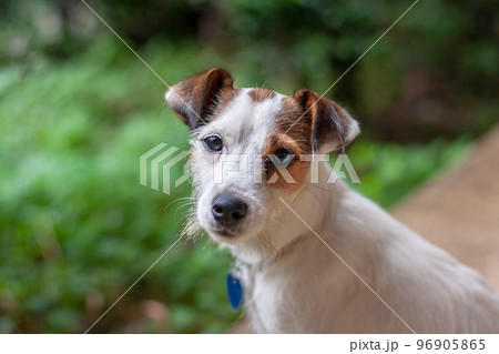 Jack Russell breed dog looks up directly into camera with blurred grass on background. Mouth is closed. Shallow depth of field. Horizontal. Jack Russell breed dog looks up directly into camera with blurred grass on background. Mouth is closed. Shallow depth of field. Horizontal. 96905865