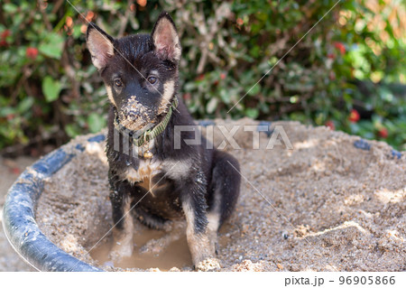 Black and white puppy sits in bucket of wet sand. Nose in sand. Shallow depth of field. Horizontal. 96905866