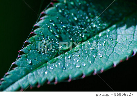 朝露に濡れた葉の上の水滴 96906527