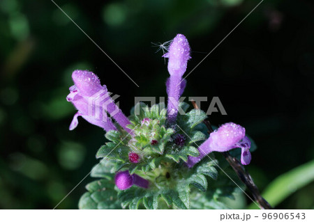 朝露に濡れた花の上の水滴 96906543