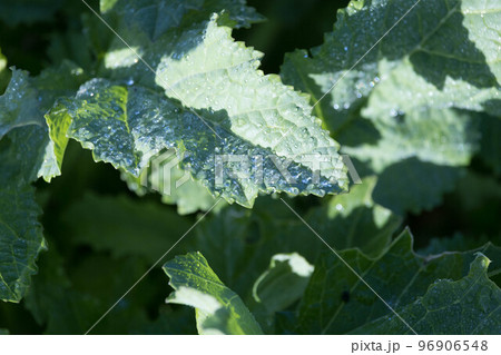 朝露に濡れた葉の上の水滴 96906548