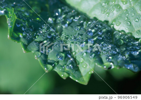 朝露に濡れた葉の上の水滴 朝露に濡れた葉の上の水滴 96906549