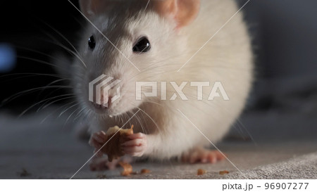 Domestic white rat eating the seeds Domestic white rat eating the seeds 96907277