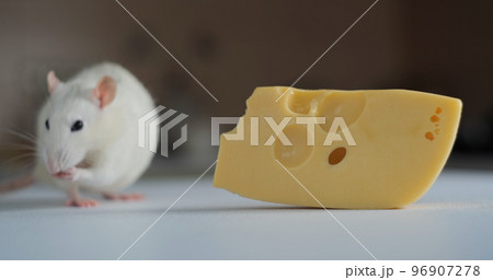 Domestic white rat eating cheese 96907278