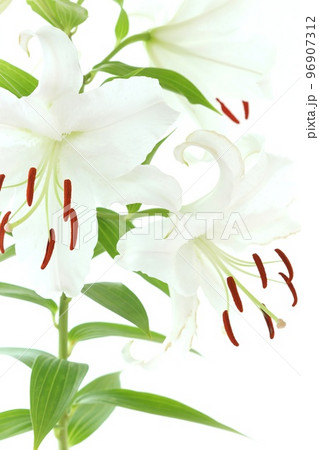 大輪のユリ　カサブランカ　白色の花　明るい背景 96907312