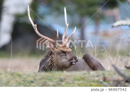 食事後座って反芻をするオスのエゾシカ 食事後座って反芻をするオスのエゾシカ 96907542