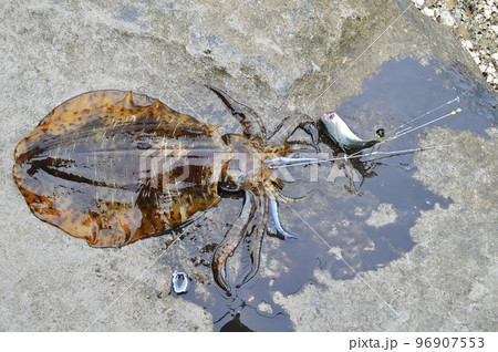 スミを吐いたアオリイカ スミを吐いたアオリイカ 96907553