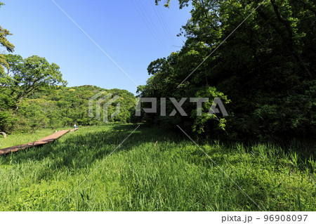 新緑眩しい湿原 新緑眩しい湿原 96908097