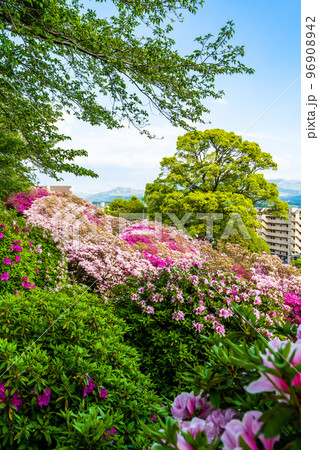 阿蘇の山並みと街並みを背景に神社のツツジ花「日吉神社」熊本県菊池郡大津町 阿蘇の山並みと街並みを背景に神社のツツジ花「日吉神社」熊本県菊池郡大津町 96908942