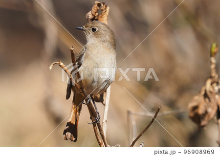 ジョウビタキ（メス） 96908969