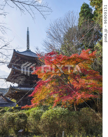 天台寺門宗総本山 三井寺(園城寺)三重塔と紅葉 天台寺門宗総本山 三井寺(園城寺)三重塔と紅葉 96909151