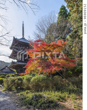 天台寺門宗総本山　三井寺（園城寺）三重塔と紅葉 96909152