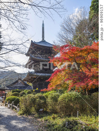 天台寺門宗総本山 三井寺(園城寺)三重塔と紅葉 天台寺門宗総本山 三井寺(園城寺)三重塔と紅葉 96909157