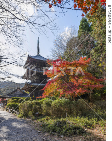 天台寺門宗総本山 三井寺(園城寺)三重塔と紅葉 天台寺門宗総本山 三井寺(園城寺)三重塔と紅葉 96909158