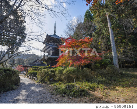 天台寺門宗総本山　三井寺（園城寺）三重塔と紅葉 96909161