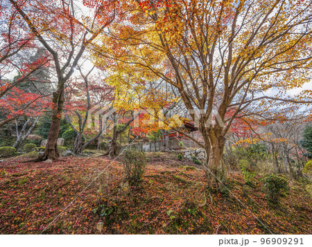 天台寺門宗総本山　三井寺（園城寺）境内の紅葉 96909291