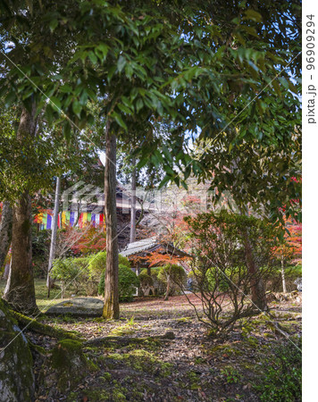 天台寺門宗総本山　三井寺（園城寺）境内の紅葉 96909294