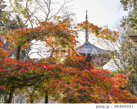天台寺門宗総本山　三井寺（園城寺）三重塔と紅葉 96909301