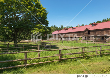 岩手 小岩井農場 牛舎の夏景色 96909302