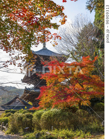 天台寺門宗総本山　三井寺（園城寺）三重塔と紅葉 96909313