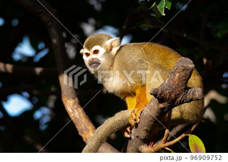木にとまるリスザル 木にとまるリスザル 96909752