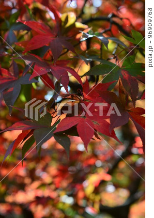 秋の紅葉　弥彦公園　もみじ谷 96909768
