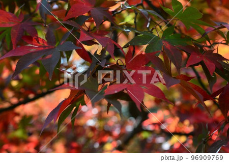 秋の紅葉　弥彦公園　もみじ谷 96909769