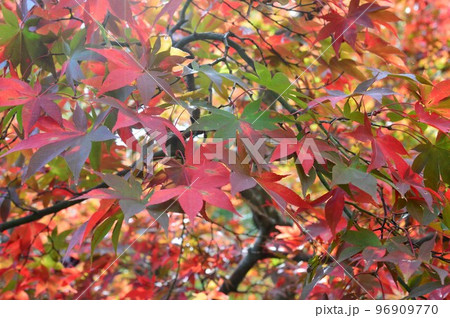 秋の紅葉　弥彦公園　もみじ谷 96909770