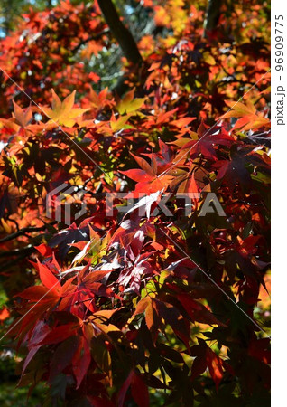 秋の紅葉　弥彦公園　もみじ谷 96909775