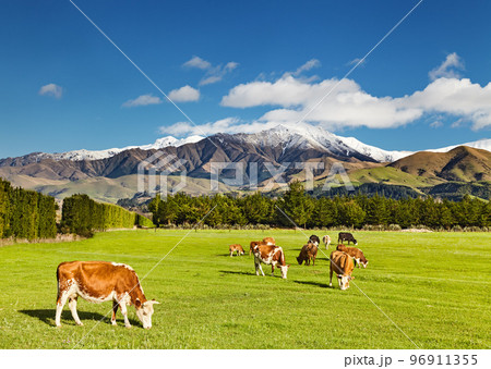 New Zealand landscape New Zealand landscape 96911355