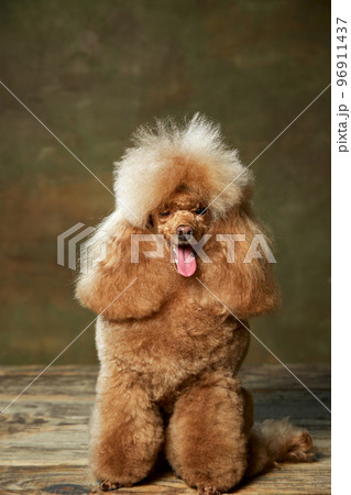 Portrait of cute, furry, purebred poodle posing, sitting and winking isolated over vintage green studio background. Concept of domestic animals, care, vet Portrait of cute, furry, purebred poodle posing, sitting and winking isolated over vintage green studio background. Concept of domestic animals, care, vet 96911437