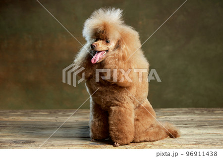 Portrait of adorable purebred poodle posing, calmly sitting with tongue sticking out isolated over vintage green studio background. Concept of domestic animals, care, vet Portrait of adorable purebred poodle posing, calmly sitting with tongue sticking out isolated over vintage green studio background. Concept of domestic animals, care, vet 96911438