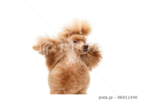 Portrait of cute purebred poodle posing isolated over white studio background. Wind blowing on muzzle. Concept of domestic animals, care, vet Portrait of cute purebred poodle posing isolated over white studio background. Wind blowing on muzzle. Concept of domestic animals, care, vet 96911440