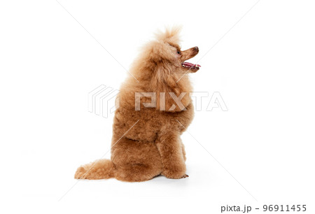 Portrait of cute purebred poodle posing, calmly sitting and looking isolated over white studio background. Concept of domestic animals, care, vet Portrait of cute purebred poodle posing, calmly sitting and looking isolated over white studio background. Concept of domestic animals, care, vet 96911455