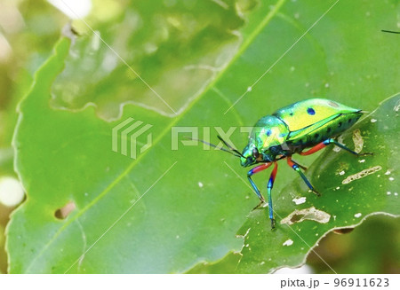 ナナホシキンカメムシ ナナホシキンカメムシ 96911623