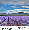 Blooming lavender field and snowy mountains 96911730