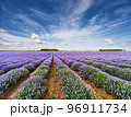 Blooming lavender field 96911734