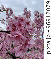 桜 96912079