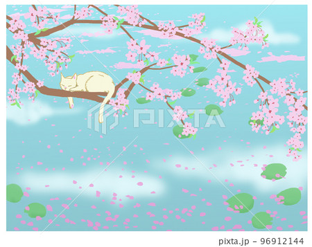 水辺の桜と白い猫 96912144